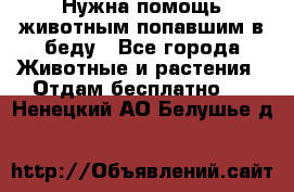 Нужна помощь животным попавшим в беду - Все города Животные и растения » Отдам бесплатно   . Ненецкий АО,Белушье д.